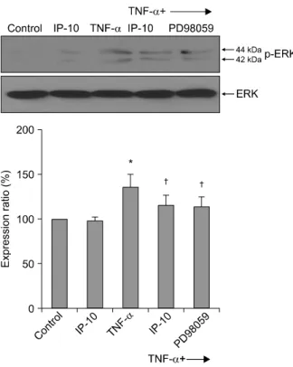 Figure  4.  Effect  of  IP-10  on  the  phosphorylation  of  ERK1/2  in  NCI-H292  cells