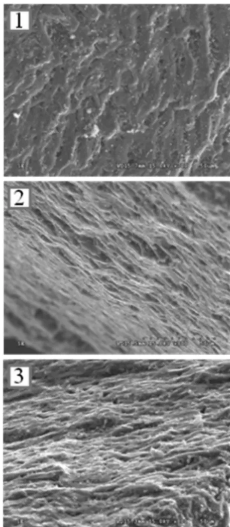 Fig.  1.  SEM  images  of  three  types  of  beads  as  an  adsorbent.