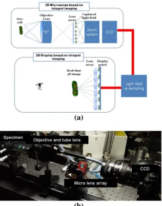 Fig. 5. integral imaging microscopy combined  with integral imaging display (a) concept (b) 