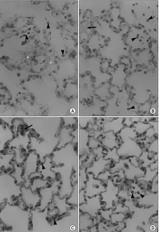 Figure 1. Histological  changes in the lung after instillation of PAF (5μg) into the trachea