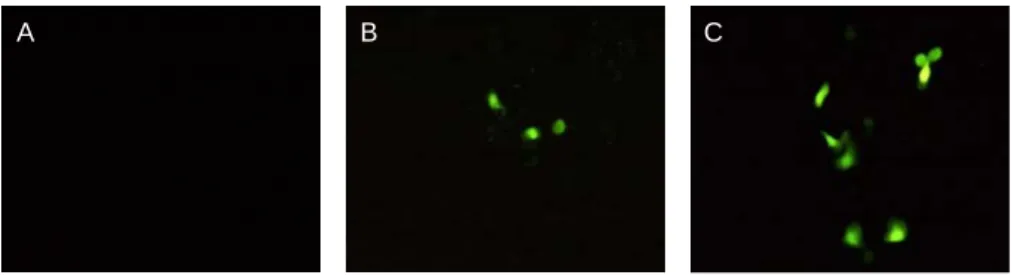 Fig.  6.  Apoptosis  induced  in  AGS  cells  treated  by  the  water  extract  from  Doenjang