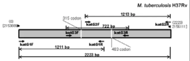 Figure 1.  Location of the primers on the katG gene하였다7.  INH  내성은  주로  katG의  특정  부위(47-58% 