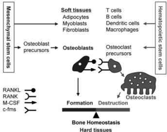 Fig.  1.  The  origin  of  soft  tissues  and  hard  tissues.  Bone  is  maintained  by  a  delicate  balance  between  bone-forming   blasts  and  bone-resorbing  osteoclasts