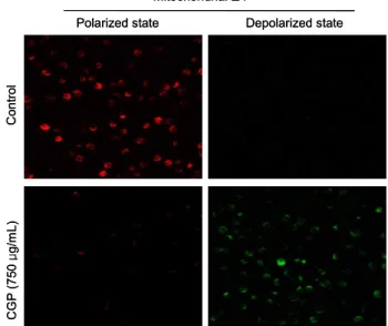 Fig. 3. Cytotoxicity effect of CGP extract on the cell viability of Vero cells. Cells were treated with different concentration (250, 500, 750, and 1,000 μg/mL) for 48 hr and measured for cell viability by MTT assay to determine cytotoxicity of CGP extract