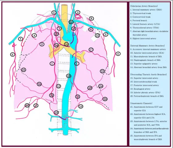 Figure 2.  Nonbronchial systemic arteries and their anastomoses 이고  다양한  체순환  측부혈관을  가지므로  완전한  색 전이  매우  어렵다