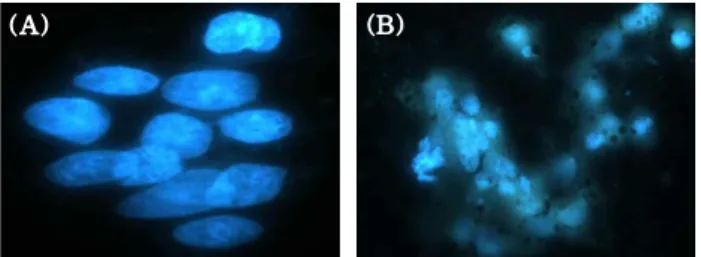 Fig. 5. Nuclear fragmentation in the HepG2 cells treated with thiosulfinate isolated from Allium tuberosum L