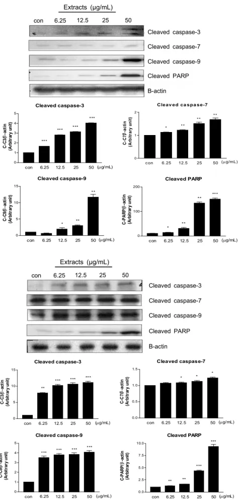 Fig. 4. Effect of rosemary hexane fraction on protein levels of cleaved caspase 3, 7, 9 and cleaved PARP in Hela cell