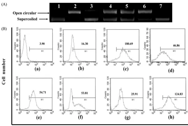 Fig. 1. (A) Visualization of the damage induced by hydroxyl radicals on plasmid DNA in the presence of samples from castor- castor-aralia leaf by agarose gel electrophoresis