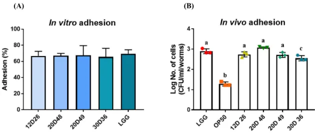 Fig. 3.  Adhesion ability of isolated strains in the mucus layer in vitro (A) and in the Caenorhabditis elegans model in vivo (B)