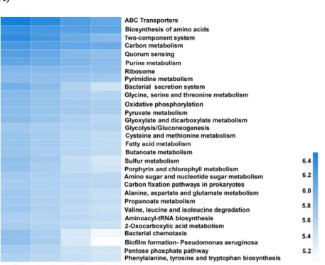 Fig. 5.  Heatmap of metabolic pathways related to bacteria in fresh lamb samples. (A) Heatmap of bacterial metabolic pathways in fresh 