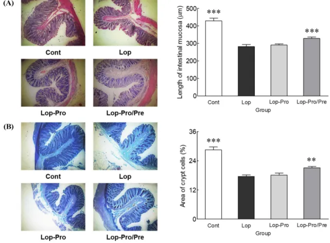 Fig. 3.  Effect of co-administration of probiotics and prebiotics on intestinal mucosal thickness (A) and crypt cell area (B) in loperamide- loperamide-induced constipated rats