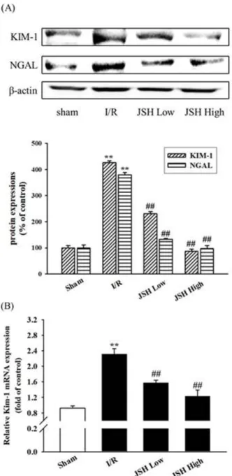 Fig.  3.  Effect  of  JSH  on  KIM-1  and  NGAL  Levels  in  Kidney.  (A)  Western  blots  analysis  on  KIM-1  and  NGAL  protein  expression