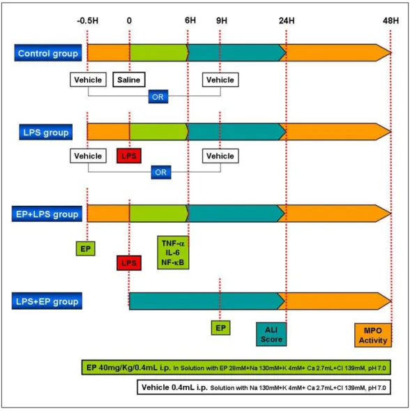 Figure 1.  Study groups and protocol. The mice were divided into control, LPS, EP+LPS, and LPS+EP groups