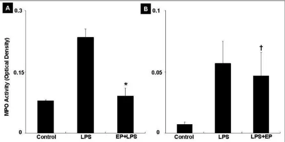 Figure 6.  The myeloperoxidase (MPO) activity in bronchoalveolar lavage fluid (BALF) was significantly lower in  the EP+LPS group compared with the LPS group (*p=0.019) (A)