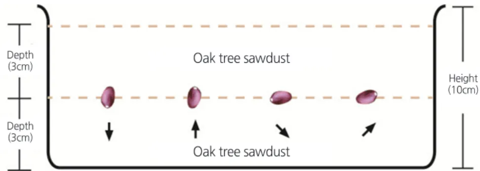 Fig. 1. Illustration of the seed orientations used in this study (from left to right: vertical with hypocotyl end down [No