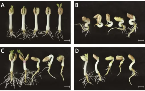 Fig. 6. Effect of seed sowing orientation on the phenotype of germinated seedlings. A: (↓, vertical with hypocotyl end down); B:  (↑, vertical with hypocotyl end up); C(↘, horizontal with hypocotyl end down); D:(↗, horizontal with hypocotyl end up)