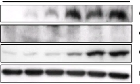 Fig.  2.  Effects  of  ethanol  extract  of  FDSG  (FD-E)  on  protein  levels  of  caspase-3,  caspase-7  and  PARP  in  Hela  cells