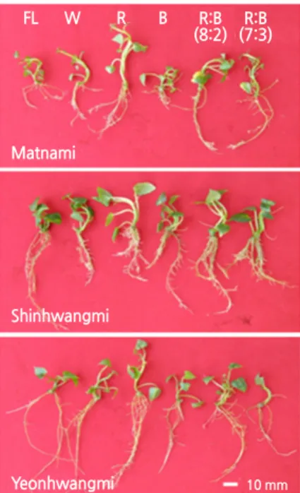 Fig. 2. Effect of different colored light-emitting diodes (LED) on plantlet growth in the in vitro node culture of three sweet potato 