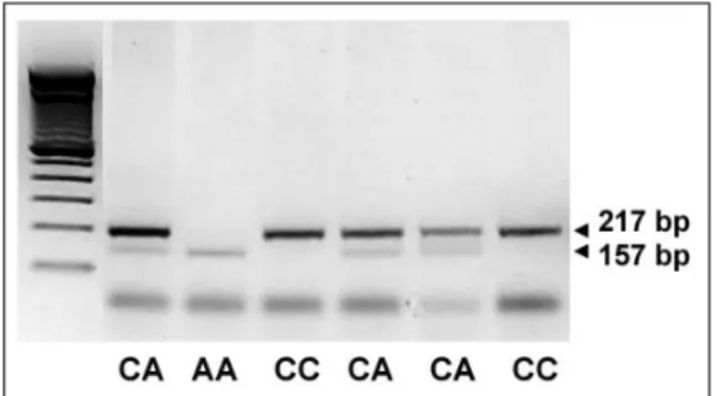 Figure  2.   Allelotyping  of  RRM1  (-)524  C/A  poly- poly-morphism. Restriction enzyme ApoI cuts when (-)524  base is T