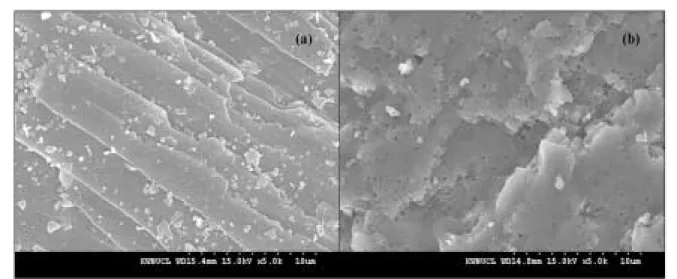 Fig. 1. The SEM image of oyster-shell (a) and eggshell (b) wastes used in the experiment.