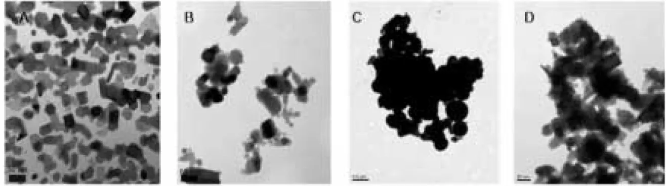 Fig. 1. TEM images of Zn, ZnO Nanoparticles from deionized water (A, B) and the nutrient solution collected from the rhizosphere (C, D).