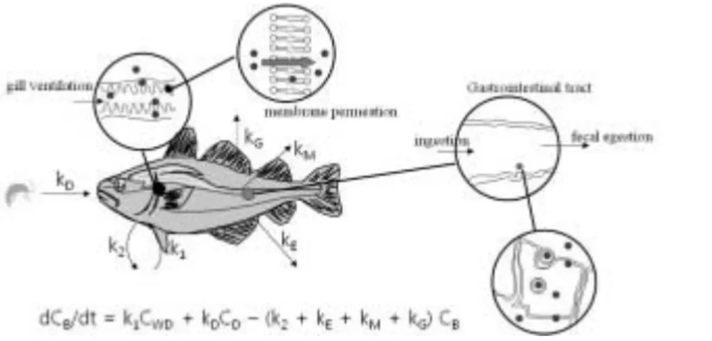 Fig. 1. Processes in bioaccumulation. (Slightly modified from Fig. 3 of ref 18)