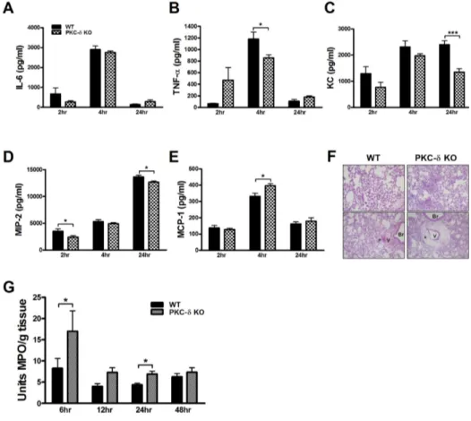 Figure 1. PKC-δ KO mice had  no impairment in the production  of proinflammatory mediators,  but had severe neutrophil  infiltra-tion and perivascular edema