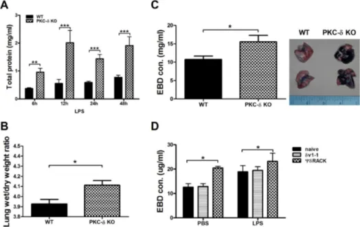 Figure 2. Inhibition of PKC-δ promotes pulmonary edema and vascular permeability. (A) Total protein levels in BAL fluid at various  time points after LPS infusion