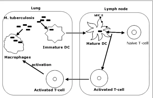 Figure 1. Hypothetical scheme for tuberculosis in the lungs and lymph node.