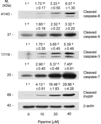 Fig.  4.  Effect  of  piperine  on  the  mitochondrial  membrane  permeability  in  HT-29  cells