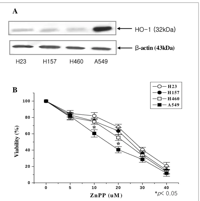 Figure 1. (A)  Under endogenous state, HO-1 was expressed highly in A549 cells than other lung cancer  cells