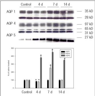 Figure 3.  Increased nitrite and nitrate levels after bl- bl-eomycin treatment. *p<0.01 compared with saline  tre-atment, †p<0.01 compared with 4 days (d) after  bleo-mycin treatment.