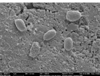 Fig. 1. A  SEM  image  of  Bacillus  subtilis  ATCC  6633 attached to Al-Fe bimetallic oxide-coated sand (Bar