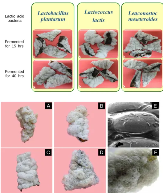 Fig.  8.  Photos  of  yakchobugak  of  waxy  rice  paste  fermented  with  different  lactic  acid  bacteria.