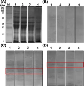 Fig.  4.  Change  of  protease  activity  during  fermentation  of  Nuruk.  guanidine)에 의한 amylase  활성이 높은 누룩사상균 변이주 의 분리에 관한 연구에서 α-amylase  활성은 발효 168시간에  1,348.00  U/g으로 가장 높았다고 보고하여 본 실험 결과와는  다소 차이를 보였고,  Lee  등(29)은 신종 누룩사상균 A