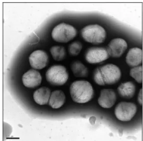 Fig. 1. A TEM image of Enterococcus faecalis ATCC 10100  (Bar = 0.5 µm).