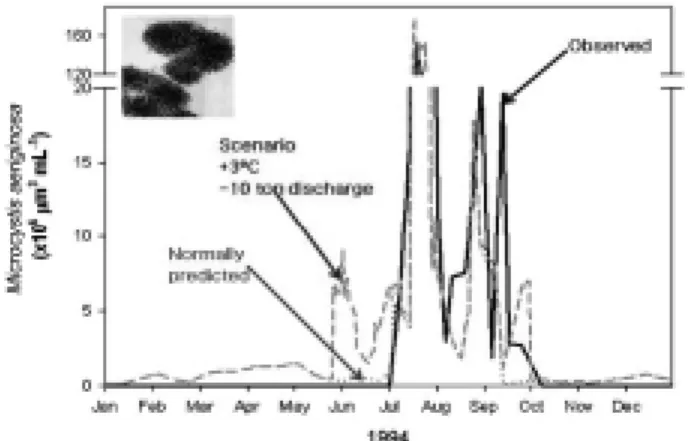 Fig. 2. Scenario analysis based on the ecological model in  the lower Nakdong River (scenario: increased  tempera-ture, decreased dam discharge).