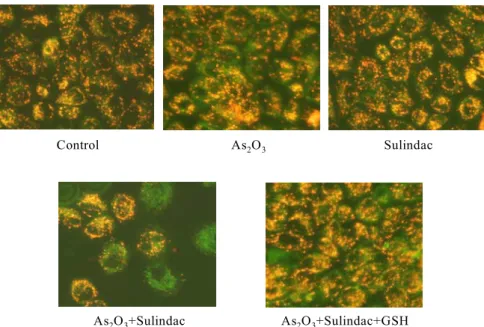 Figure  4. Combination  treatment  of  As 2 O 3 and  sulindac  induced  a  mitochondrial membrane  potential  transition  (MPT)  in  NCI-H157  cells