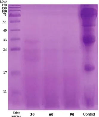 Fig.  2.  Comparison  of  DPPH  free  radical  scavenging  activity  on  soymilk  hydrolysate  by  different  hydrolysis  times.
