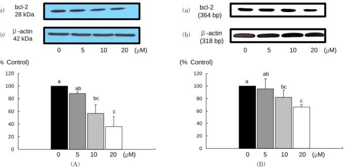 Fig.  1.  Effect  of  EGCG  on  bcl-2 protein  and  mRNA  expression  in  MDA-MB-231  cells