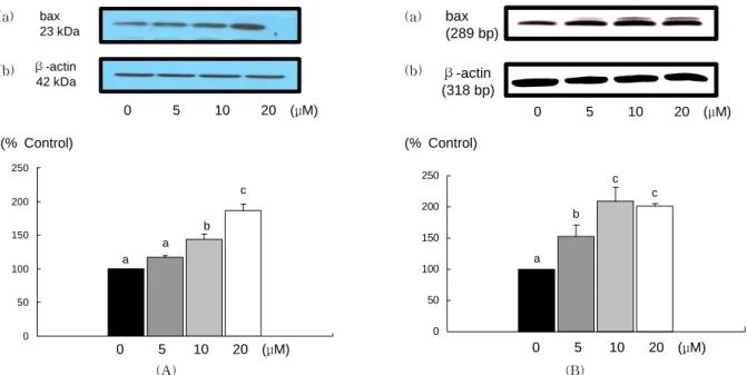 Fig.  2.  Effect  of  EGCG  on  bax protein  and  mRNA  expression  in  MDA-MB-231  cells
