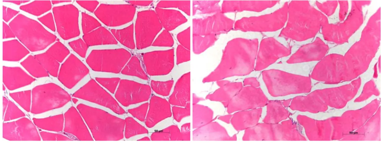 Fig.  2.  Comparison  of  light  micrographs  of  red  seabream  muscles  cultured  by  feeding  and  starving.
