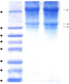 Fig.  5.  SDS-PAGE  patterns  of  marker  protein  (MP)  and  acid-soluble  collagens  from  red  seabream  cultured  by   feed-ing  and  starvfeed-ing.