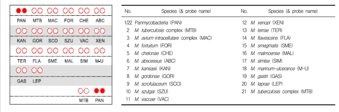 Figure  1.   Format  of  the  CombiChip TM   Mycobacteria  genotyping  DNA  chip자와  같이  원인균,  진단,  임상양상과  치료  방법  등의 이해를  돕고자  임상과  병리적인  소견에  근거를  둔  분류법을  더  널리  사용하고  있다4,5