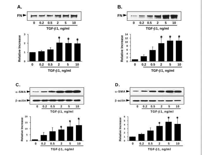 Figure  1.   Effect  of  TGF-β1  on  fibronectin  secretion  (A,  B)  and  α-SMA  expression  (C,  D)  in  MRC-5  cells