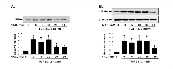 Figure  3.  Effect  of  diphenyleniodonium  (DPI)  on  TGF-β1-induced  fibronectin  secretion  (A)  and  α-SMA  expression  (B)  in  MRC-5  cells