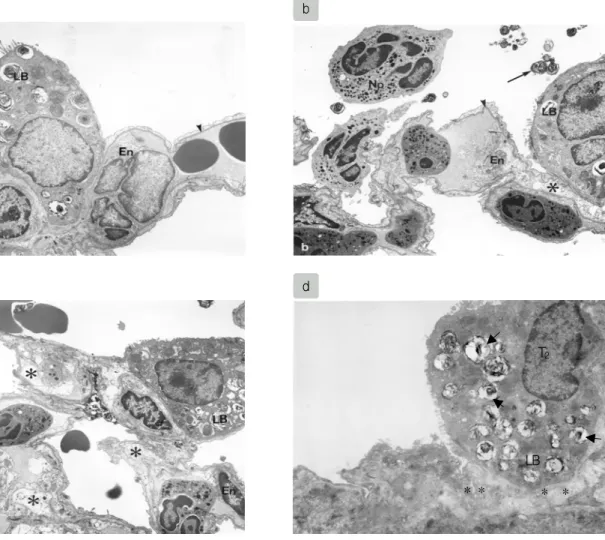 Figure  5.  Ultrastructural  findings  in  the  lungs  of  the  rats  according  to  the  experimental  conditions