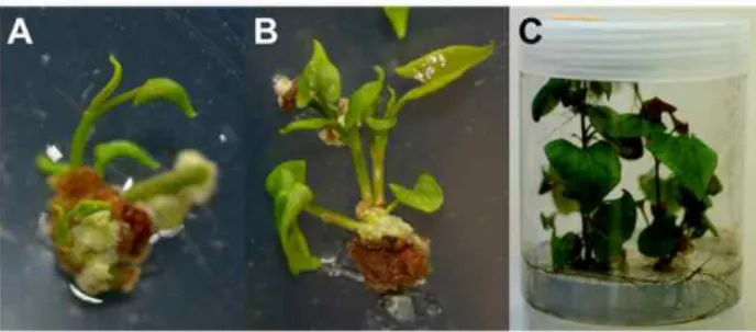 Figure 1. In vitro plant regeneration and micropropagation of Polygonum multiflorum.