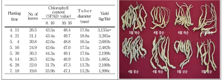 Table 1.(Fig. 1.) Effects of the Planting Time on Growth and Tuber Yield of Rehmannia glutinosa Liboschitz var.