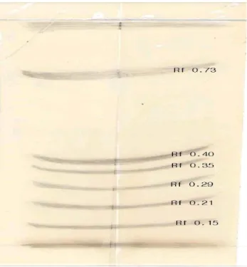 Fig. 2. Thin layer chromatogram of bitter components of  pumpkin seed sprouts. 